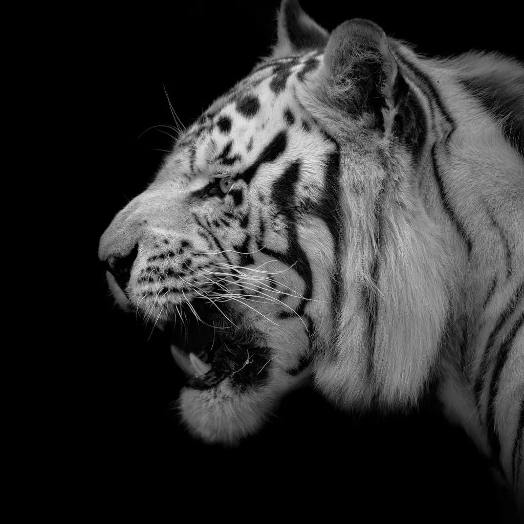 Black and White Tiger Profile